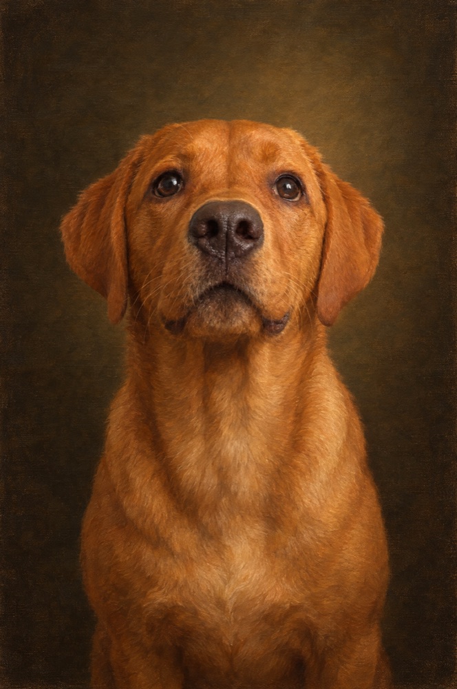 The same Labrador as an old master oil portrait