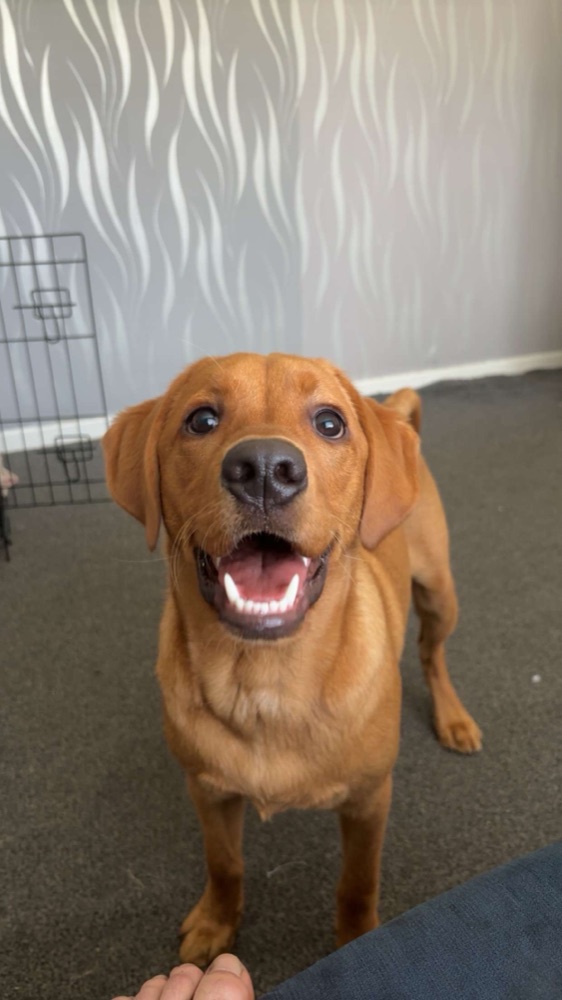 A phone photo of a fox red Labrador
